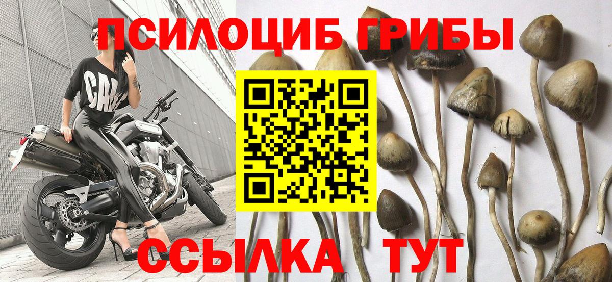 Галлюциногенные грибы Psilocybine cubensis  Вход с VPN  Орехово-Зуево  Галлюциногенные грибы мухоморы 