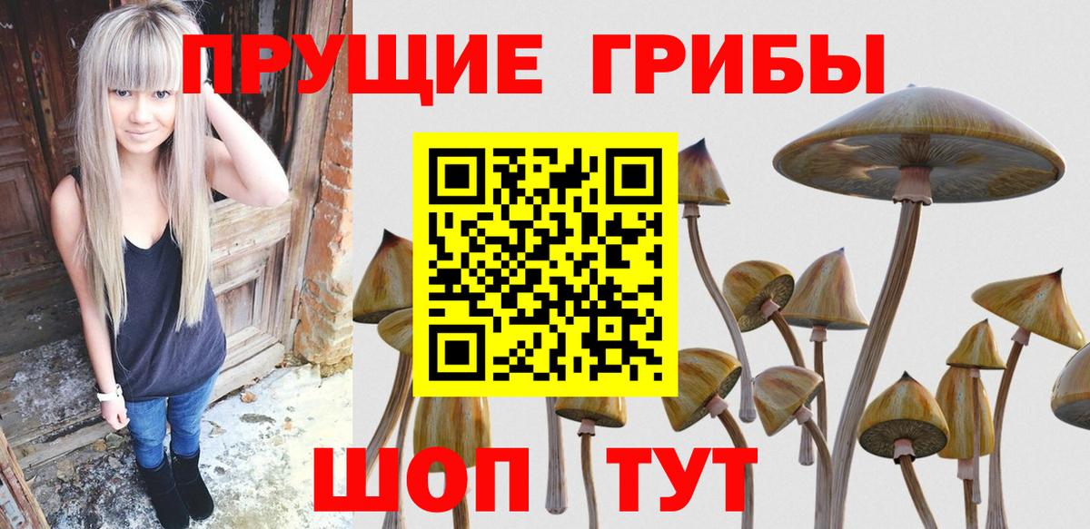 Галлюциногенные грибы Psilocybe Орехово-Зуево